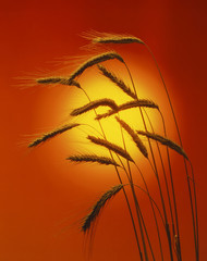 Obraz premium Ripe Rye (Secale cereale) before sunset