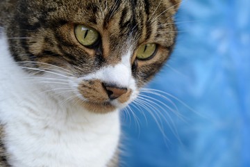 Portrait of a domestic and background