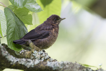 Vogel auf Ast