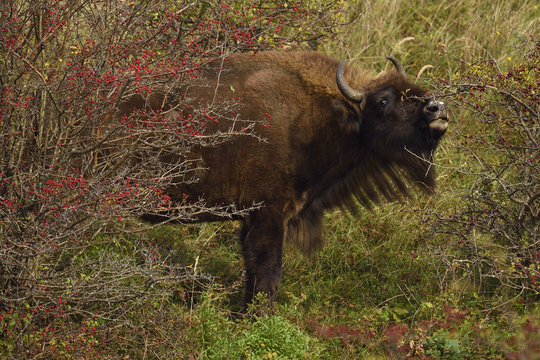 European bison or Wisent (Bison bonasus) male vocalising, Kraansvlak, Kennemerduinen, in the Zuid Kennemerland National Park, Netherlands. Images taken in a huge enclosure, where the bison live a completely wild life.