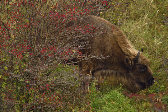 European bison or Wisent (Bison bonasus) male grazing, Kraansvlak, Kennemerduinen, in the Zuid Kennemerland National Park, Netherlands. Images taken in a huge enclosure, where the bison live a completely wild life.