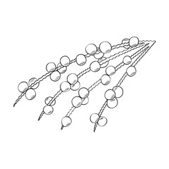 Acai berry branch superfood hand drawn sketch illustration. 