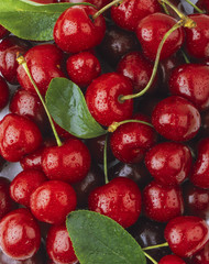 Freshly picked cherries