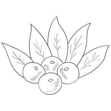 Acai berry branch, leaves superfood hand drawn sketch illustration. 