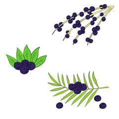 Acai berry branch, leaves superfood hand drawn sketch illustration in color.