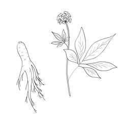 Root and leaves panax ginseng, sketch style. Hand draw vintage illustration of medicinal plants. For traditional medicine, gardening. Biological additives are. 