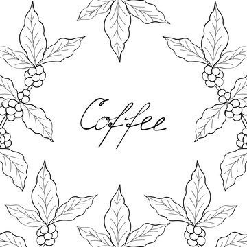 Organic coffee leaf, bean hand drawn template, banner, lettering, sketch style.
