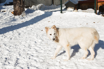Abandoned dog in the kennel,homeless dog behind bars in an animal shelter.Sad looking dog behind the fence looking out through the wire of his cage/Animal shelter.Boarding home