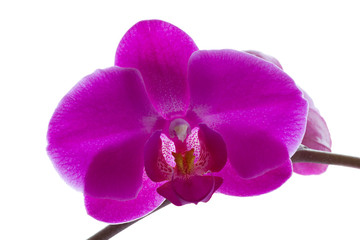 Fototapeta na wymiar Pink orchid flower isolated on white background 