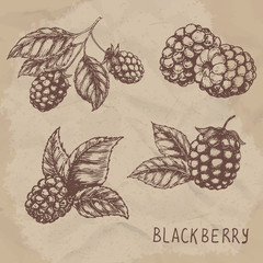 Illustration set of drawing blackberry raspberry. Hand draw illustration set for design. Vector engraving drawing antique illustration of blackberry with leafs.