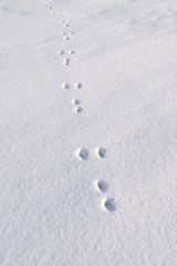 Hare tracks on white snow in winter.