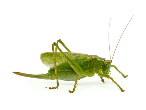 Green grasshopper isolated on the white background