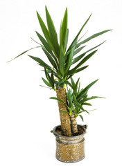Indoor plants, Yucca palm tree in a pot