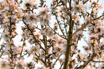 Almond Tree in Bloom
