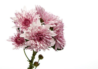 beautiful Pink chrysanthemum