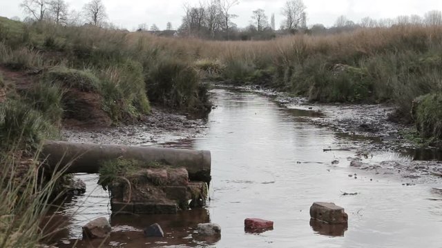 Dog Splashes in beautiful stream in English Marshland Countryside