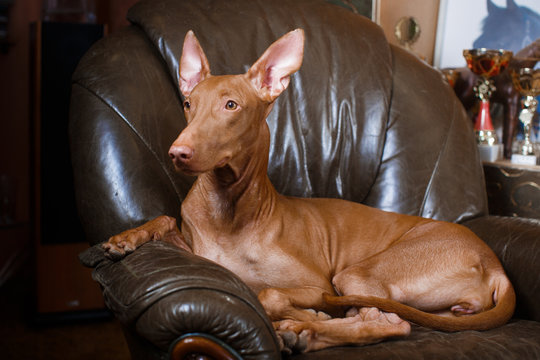 Pharaoh beautiful dog on the background wall
