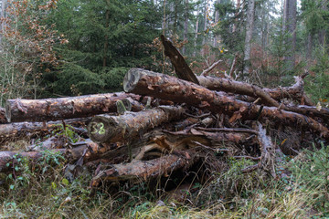 Fototapeta premium forest in fall