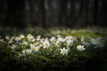 Anemones