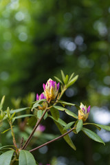 rhododendron buds in spring