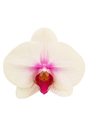 Fototapeta na wymiar Beautiful phalaenopsis isolated on white background