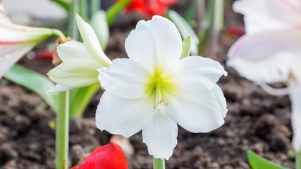 White Hippeastrum johnsonii Bury flower or Amaryllidaceae flower, Thai name is Wan-See-Tit.