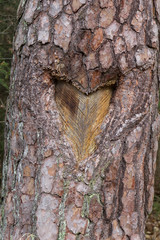 heart in bark