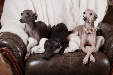 Italian greyhound dog lying on the couch