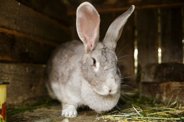 The rabbit looks in the chamber.