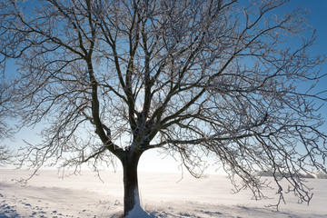 Fototapeta premium lone tree in winter morning