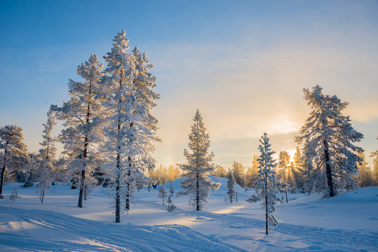 Winter landscape, Frosty trees in snowy forest at sunrise in Lapland, Finland