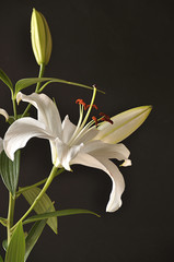 Fototapeta premium Lily flower in bloom with pistils and white petals isolated on a black background