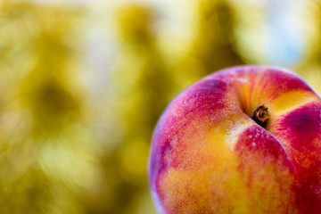 closeup of fresh peach with blurry background - 137926302