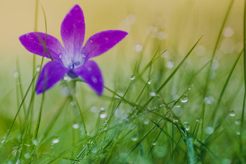 violet flower among wet grass - 137926314