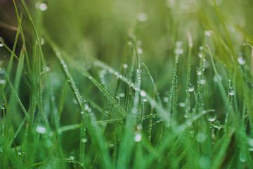 green grass with water drops texture for background - 137926325