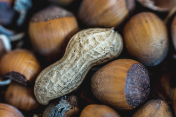 nut surrounded by hazelnut - 137926329