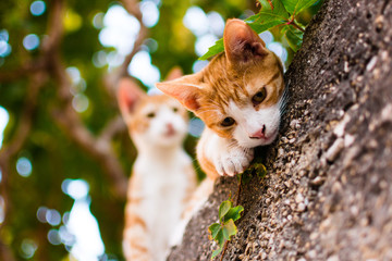 Two young kittens looking at the camera - 137926337