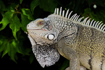 Obraz premium Leguan im Portrait