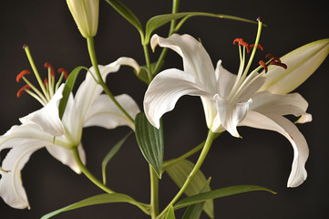 Lily flower in bloom with pistils and white petals isolated on a black background