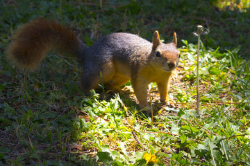 A lovely squirrel is playing on grass