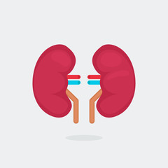 kidneys vector illustration