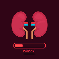kidneys vector illustration