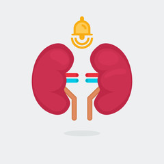 kidneys vector illustration