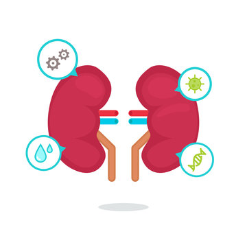 kidneys vector illustration