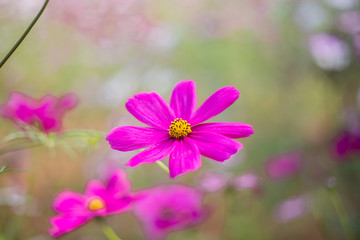 Obraz premium Cosmos Flower field