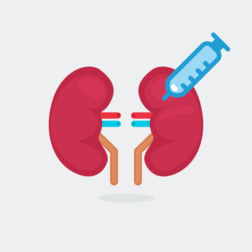 kidneys vector illustration