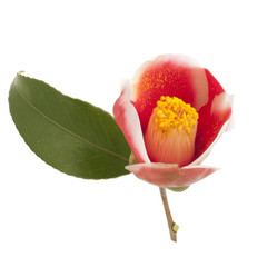 Fototapeta premium flower of camellia on a white background