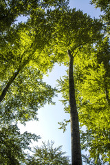 Tree, trunk, leaves, springtime, beech tree forest, Austria, Vie