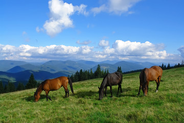 Fototapeta na wymiar Beautiful horses in the mountains