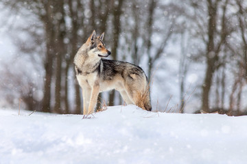 Saarloos Wolfdog on the snow